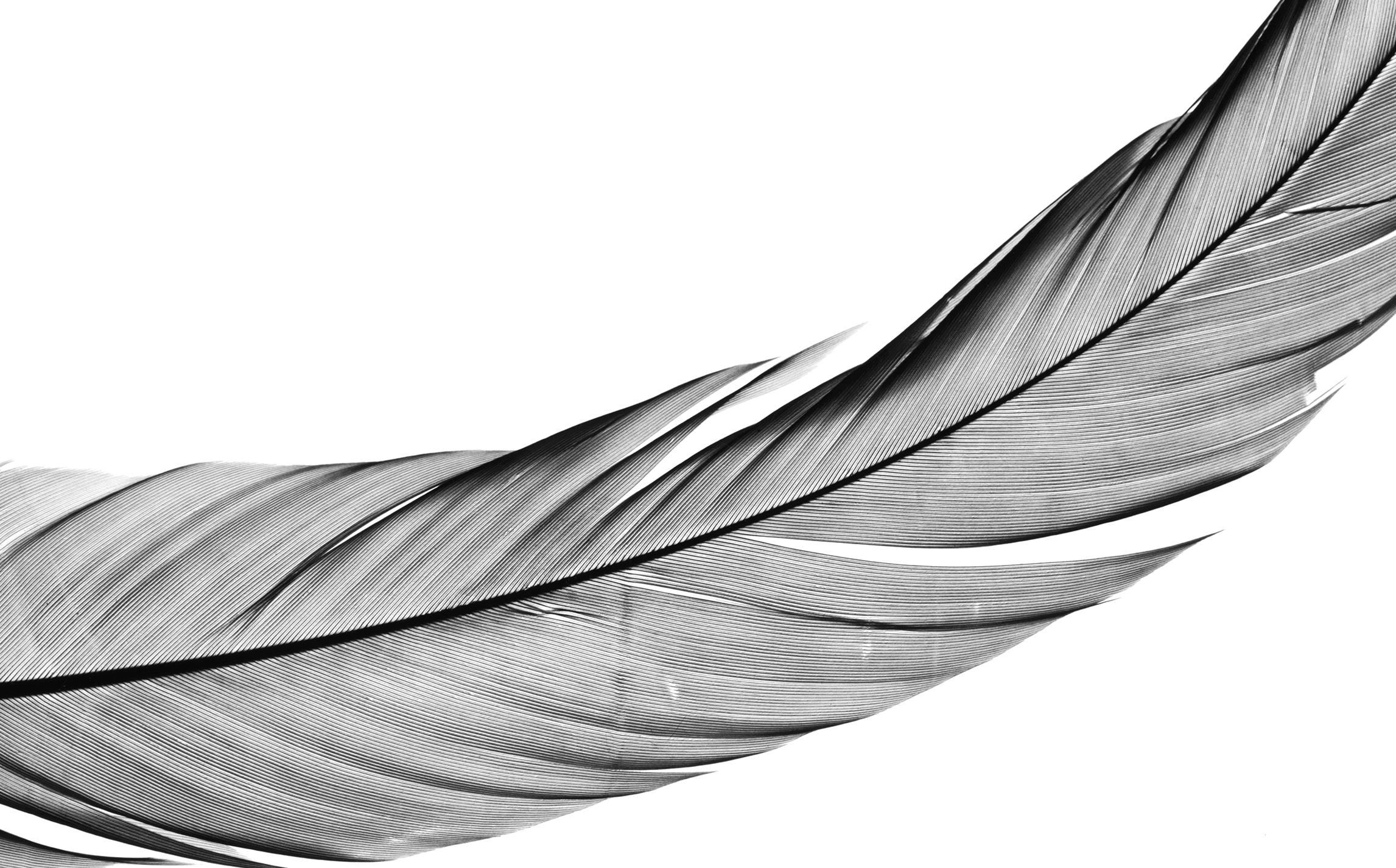 A feather