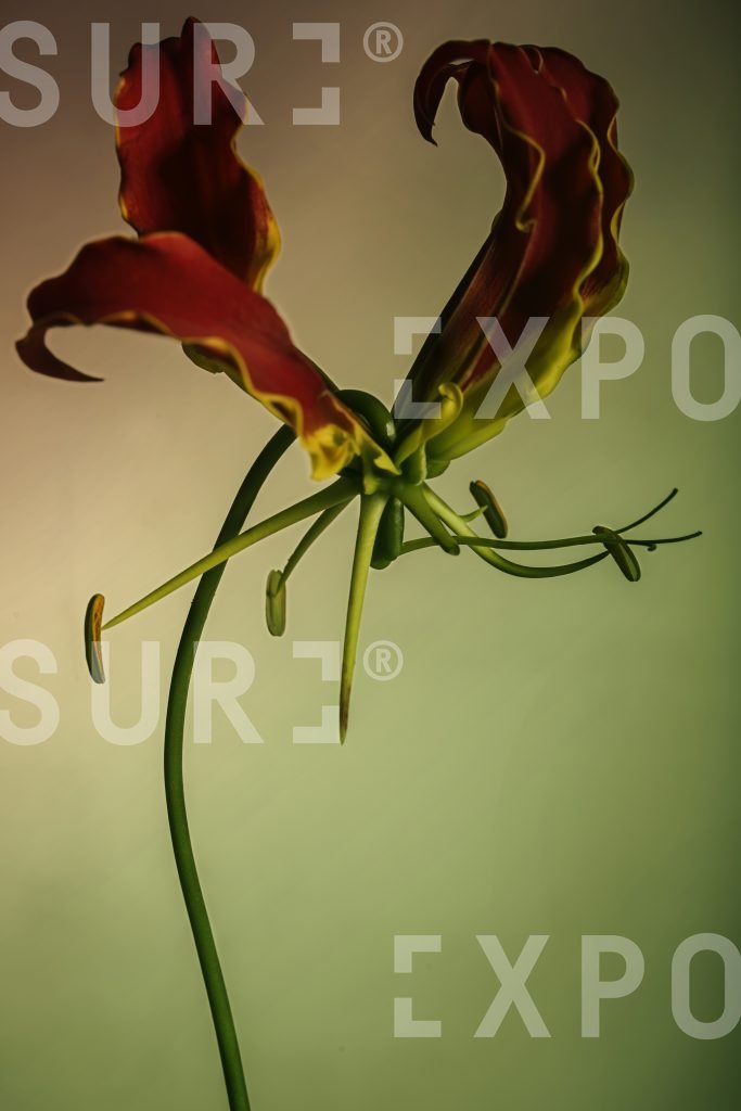 Monster flowers 1