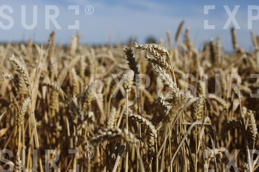 Corn field