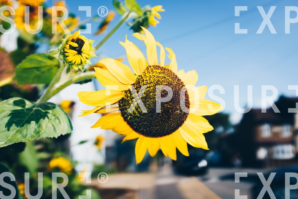 Sunflower