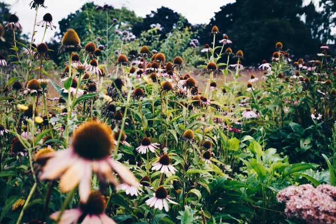 Wild flowers