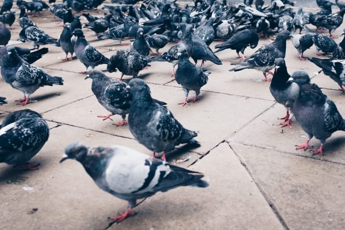Pigeons