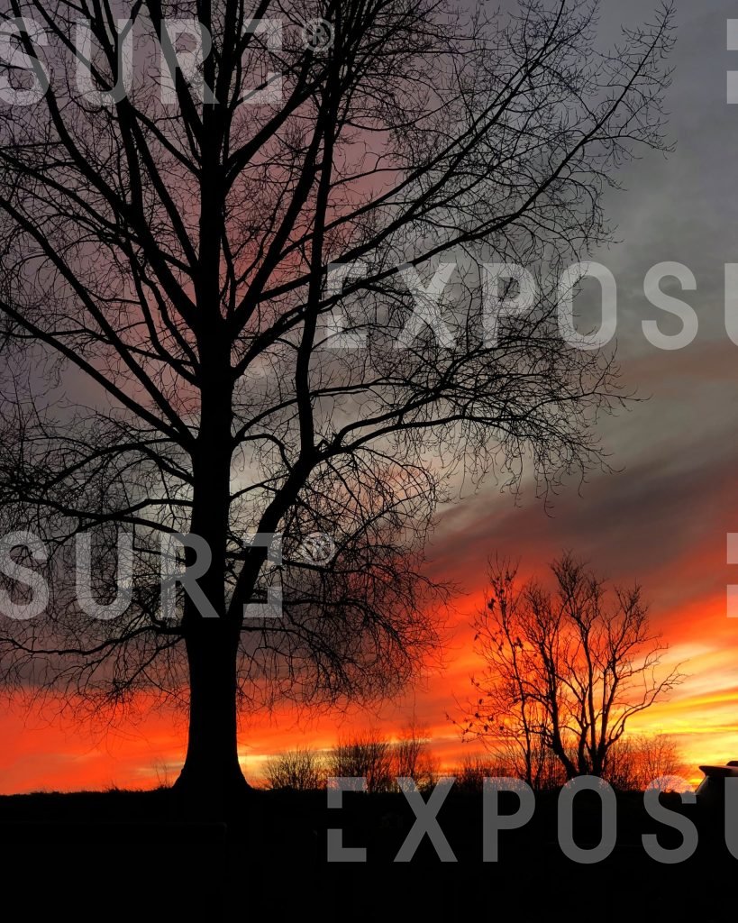 Tree at sunset