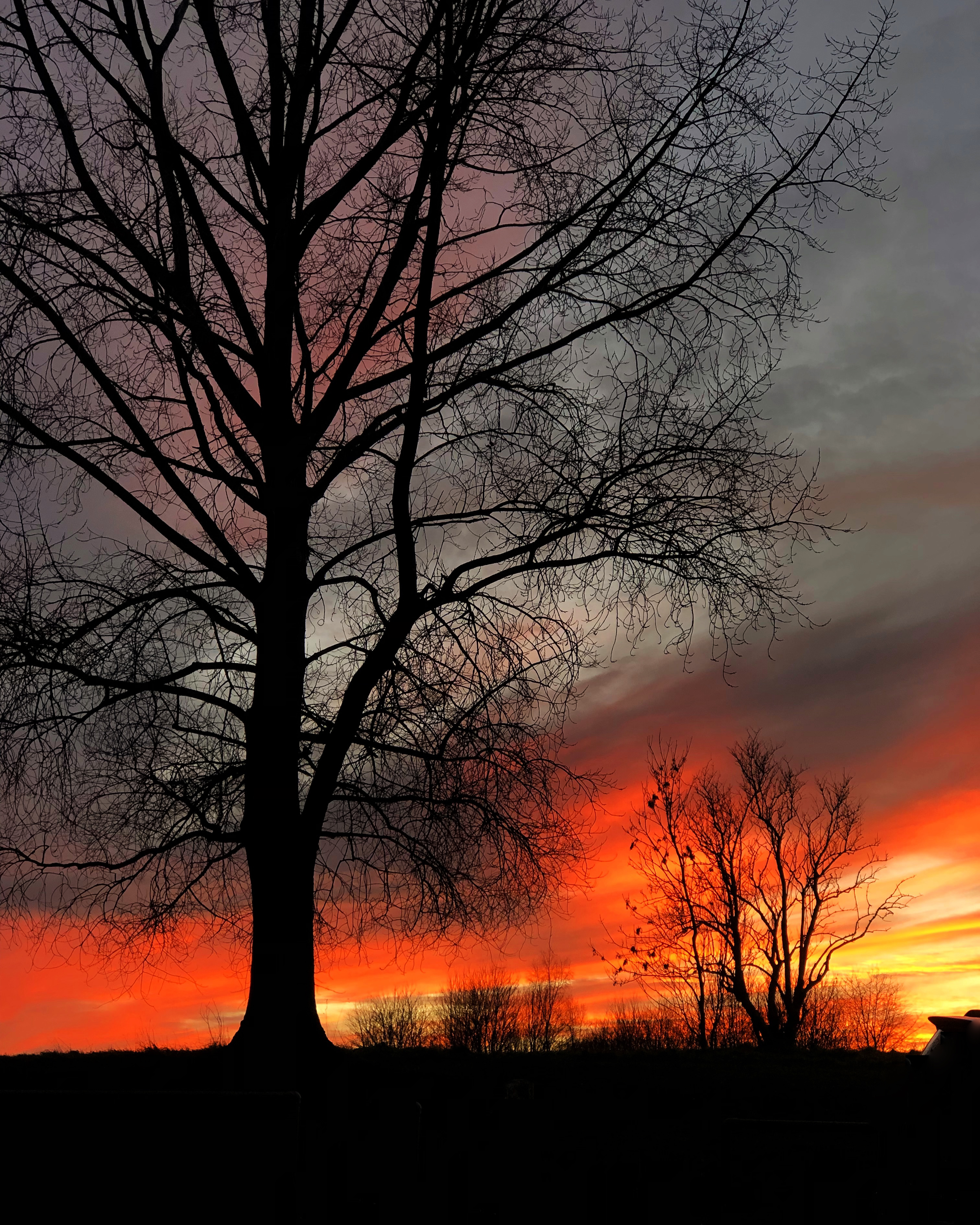 Treeview Sunset Tree at sunset | Exposure