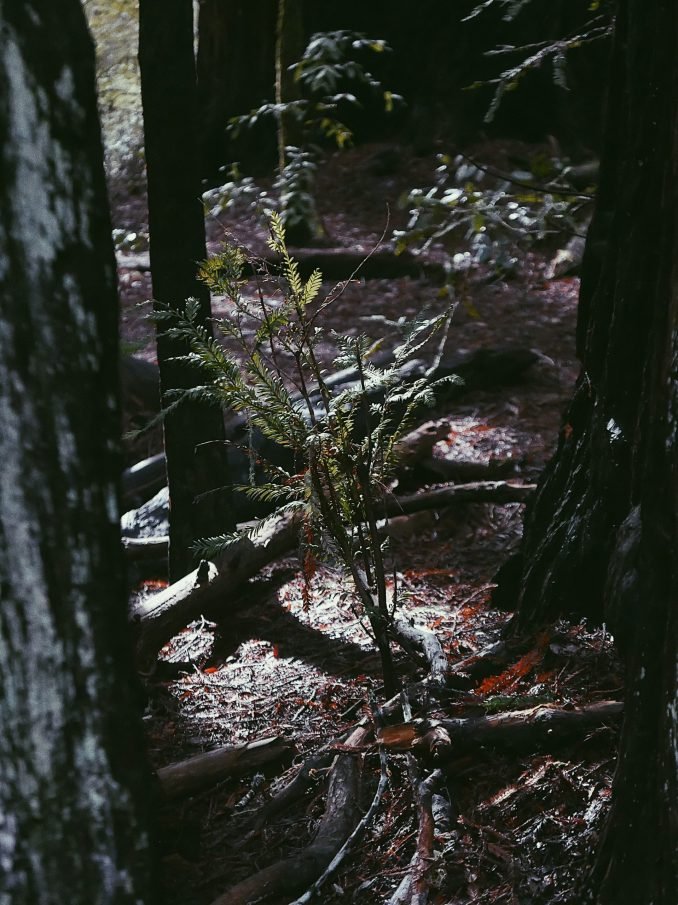 Forest Sapling