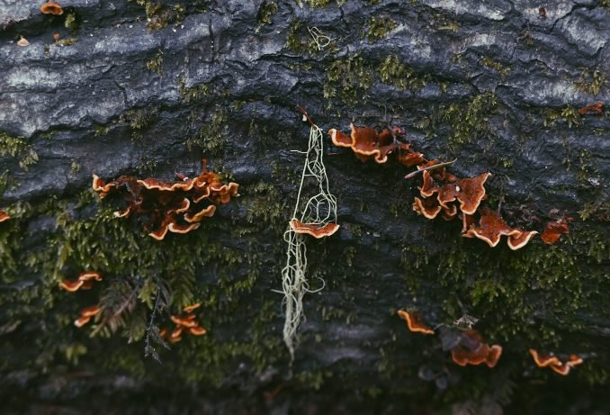 Fungus on the log