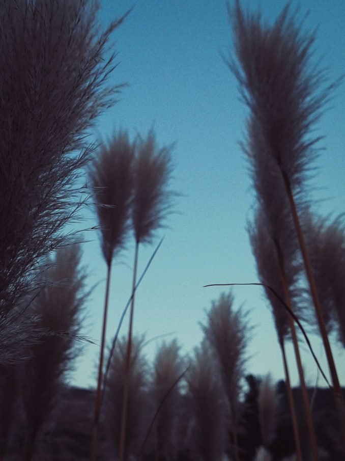 Pampas Grass at Dusk