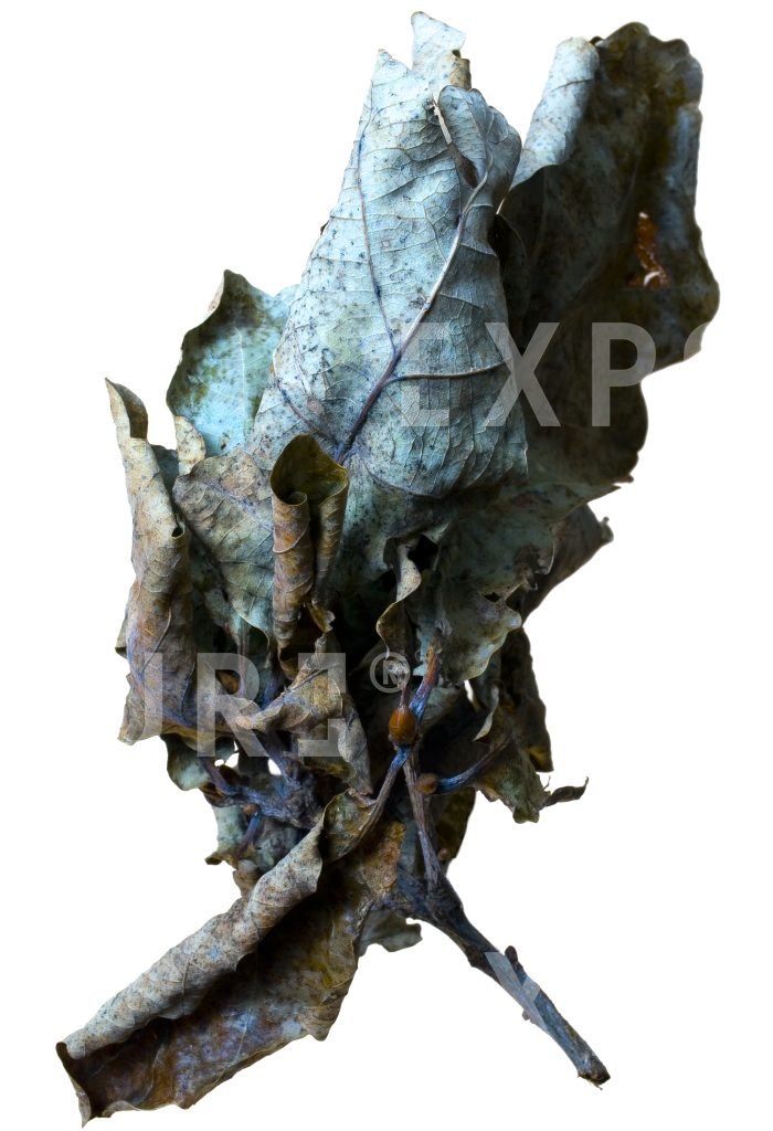 Dry leaves