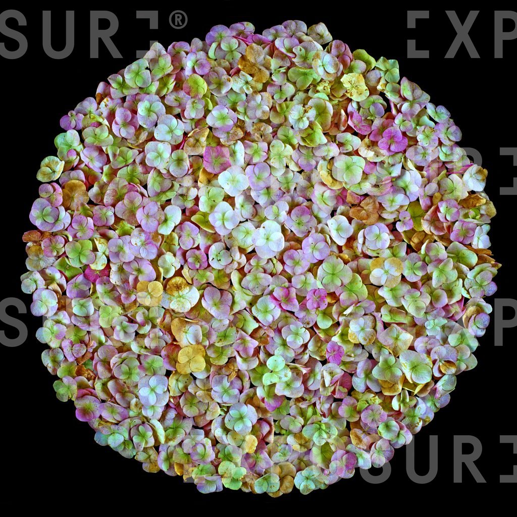 Hydrangea petals in a circle
