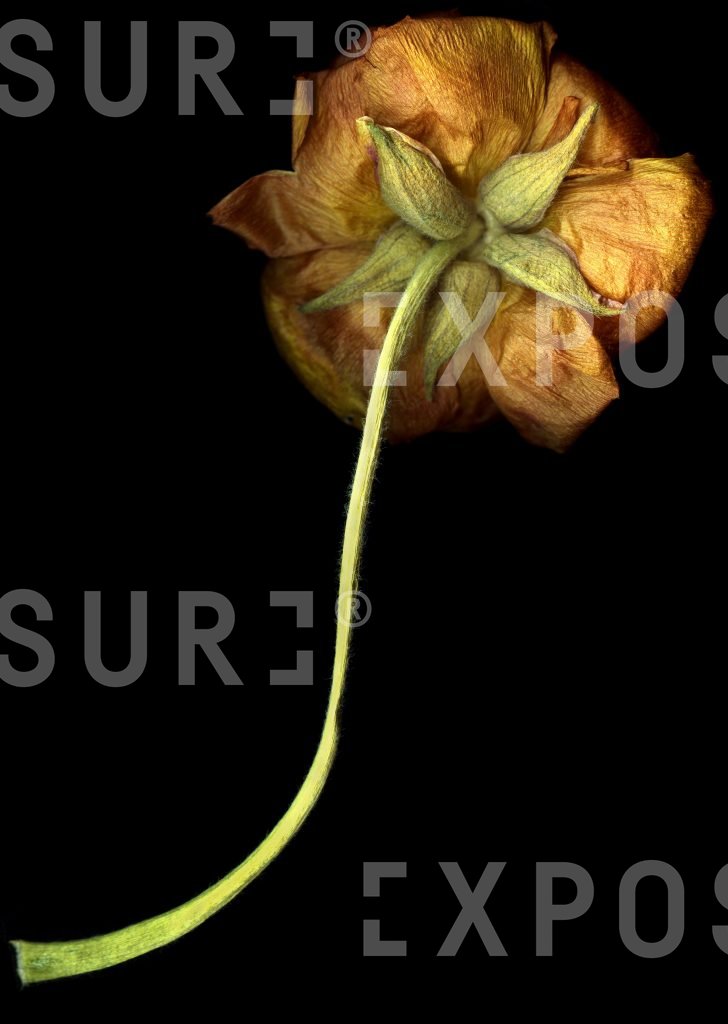 Lonely flower