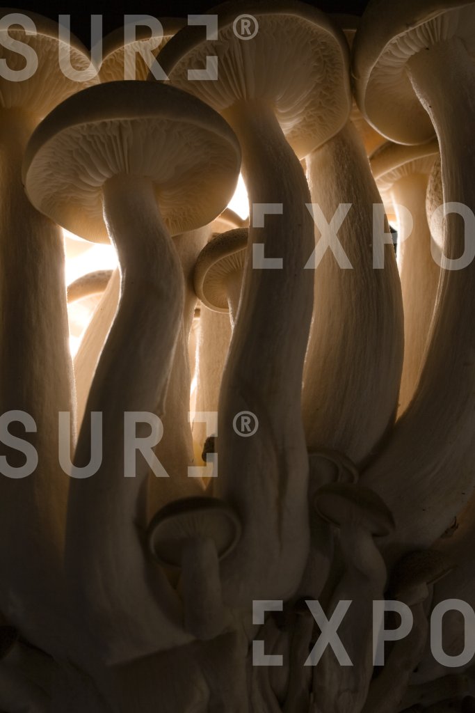 Mushrooms