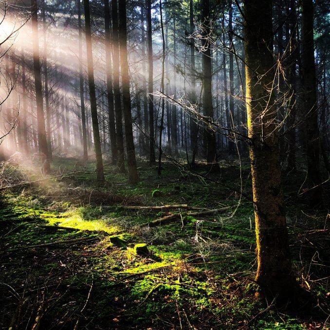 Forest light