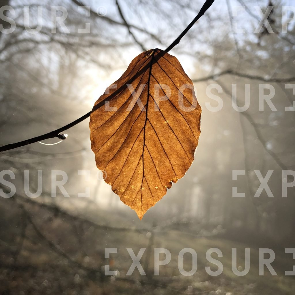 Golden leaf