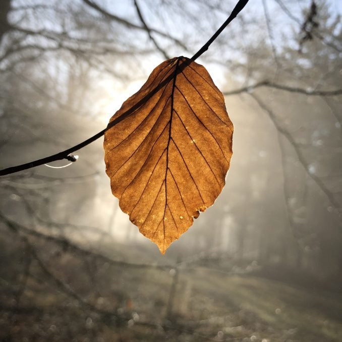 Golden leaf