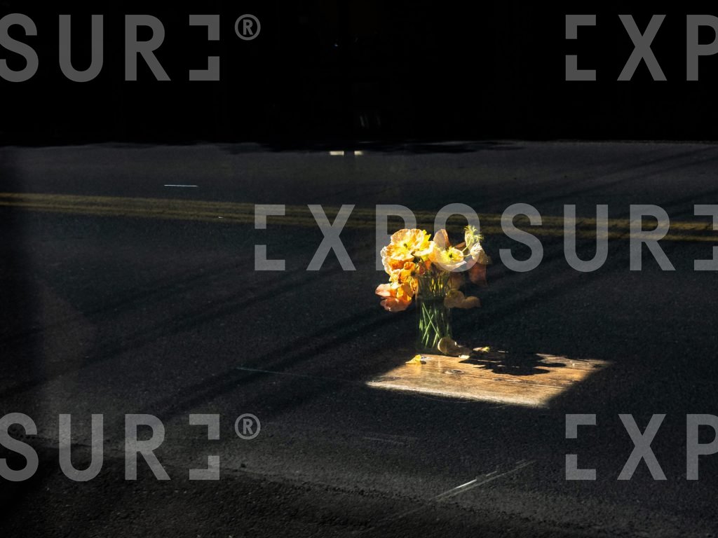 Flower Reflections
