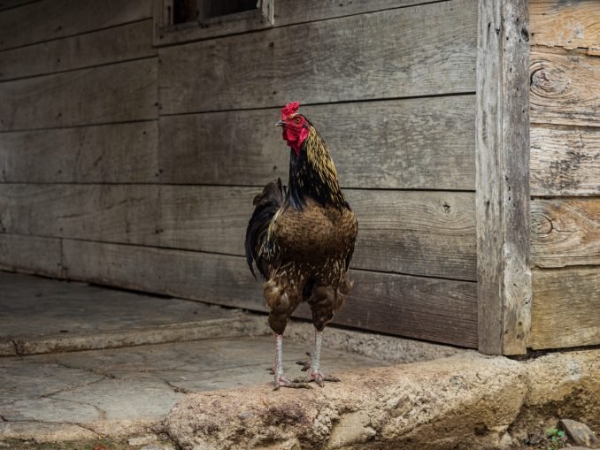 Rooster