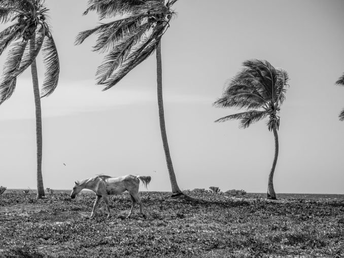 Wild Horse