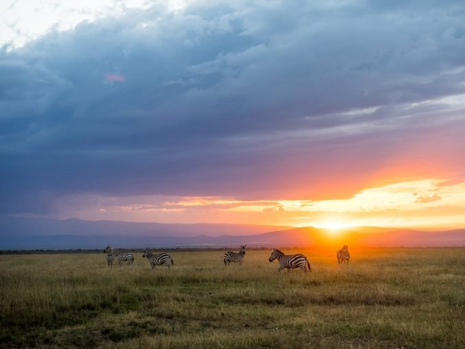 Zebras At Sunset