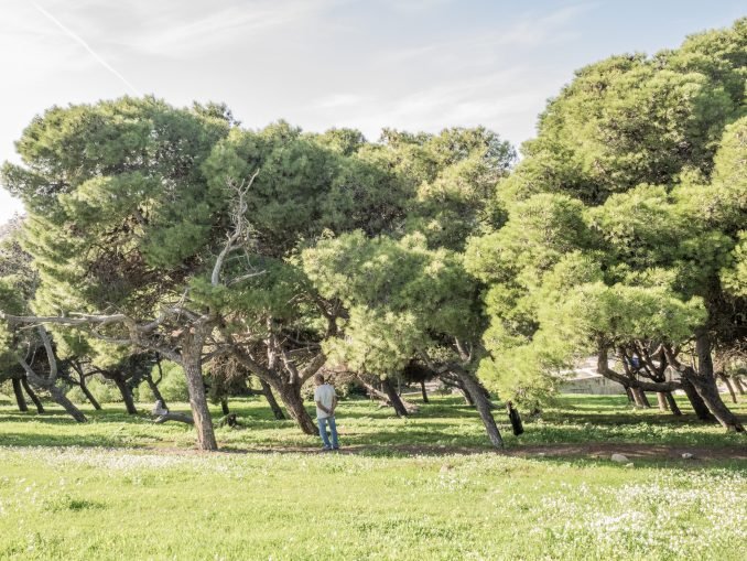 Leaning trees