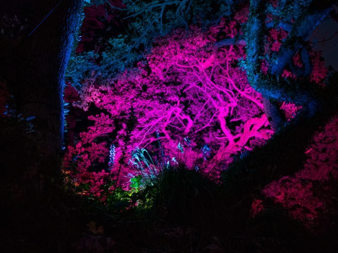 Illuminated Trees