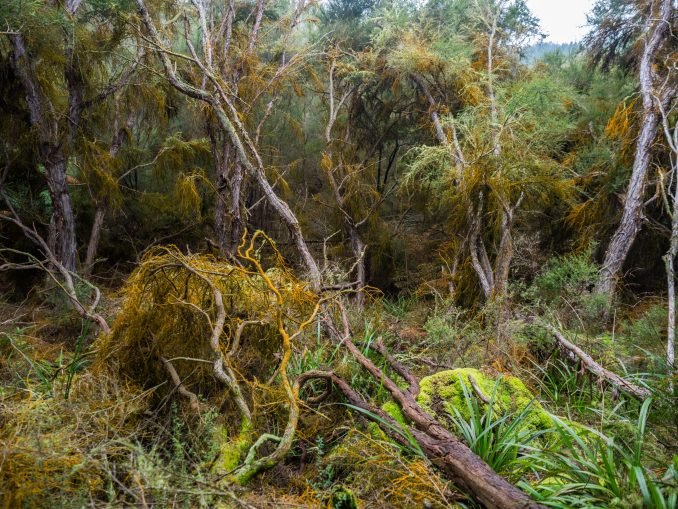 Undergrowth