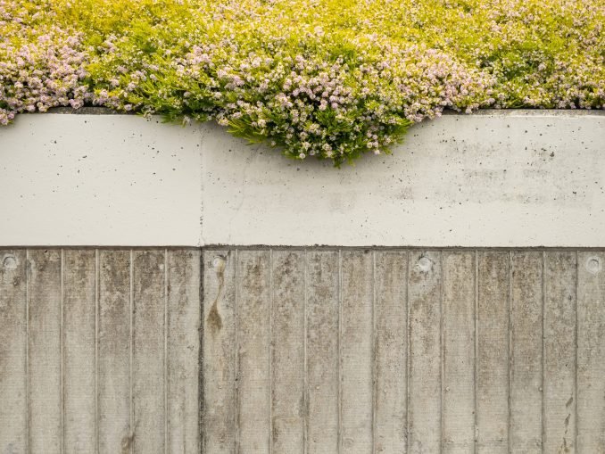 Wall Flowers
