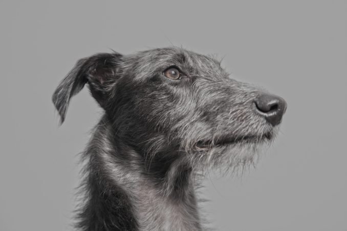 Portrait of a dog