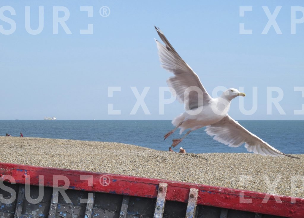Seagull in Suffolk
