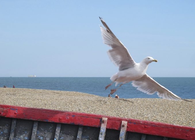 Seagull in Suffolk
