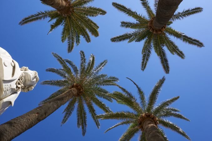 A statue amongst palms