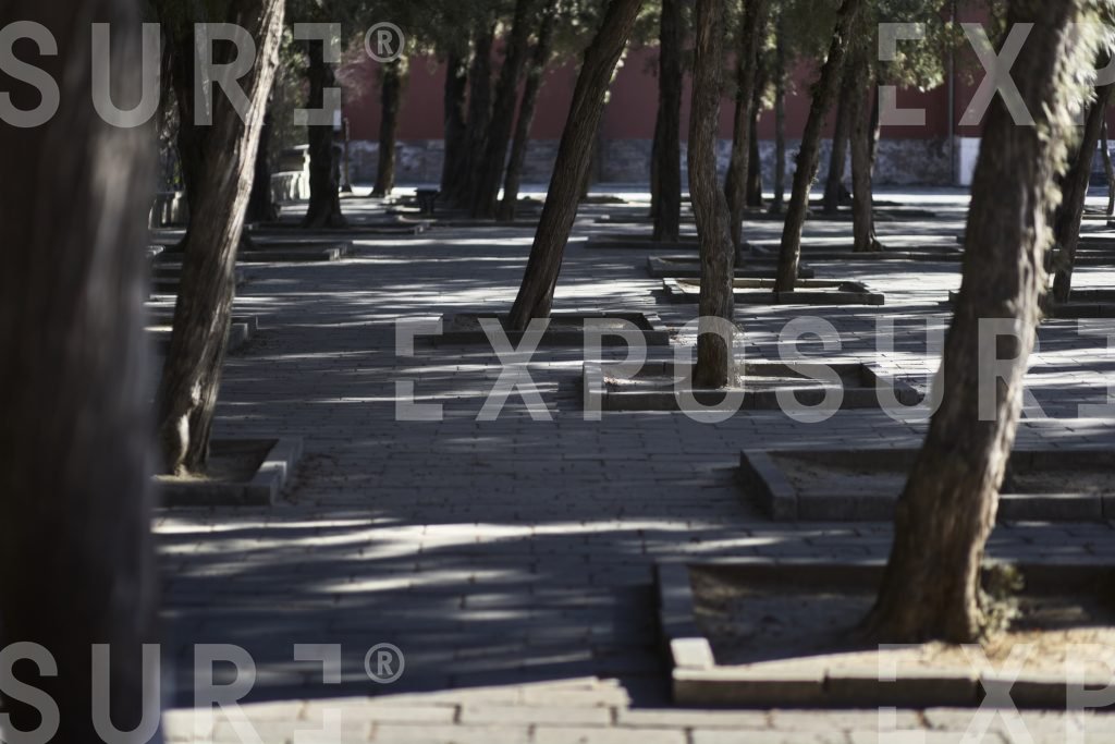 Trees outside a temple, China
