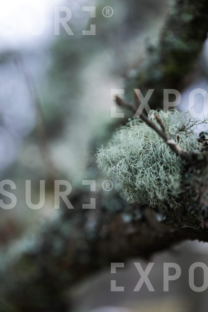 Lichen on tree in Scotland