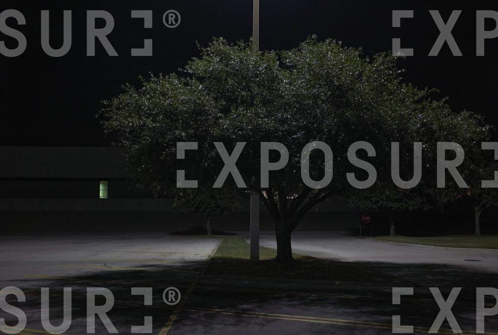 Tree in night-time parking lot