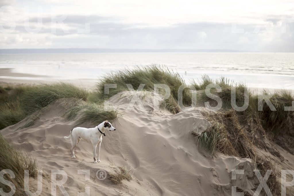 Dog standing in sand dunes