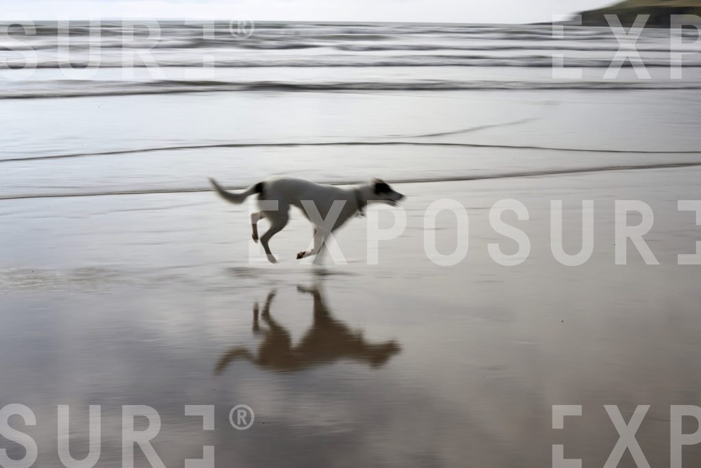 Dog scampering across a beach