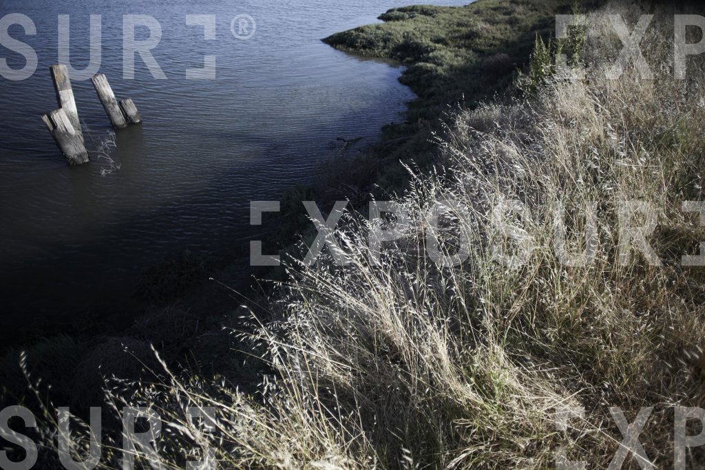 California, grassy bank by lagoon