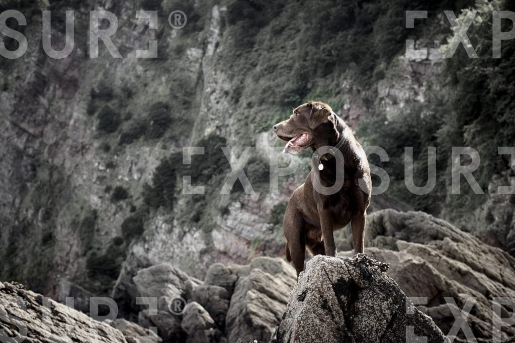 Devon, Labrador stands on rocks
