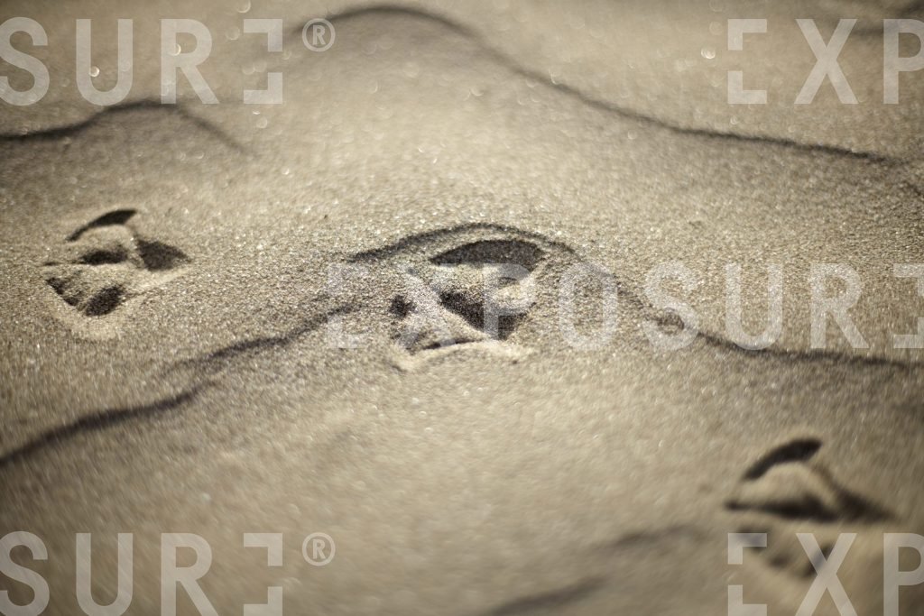 Devon, seagull footprint in sand