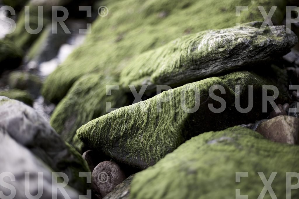 Devon, chlorophyta covered rocks