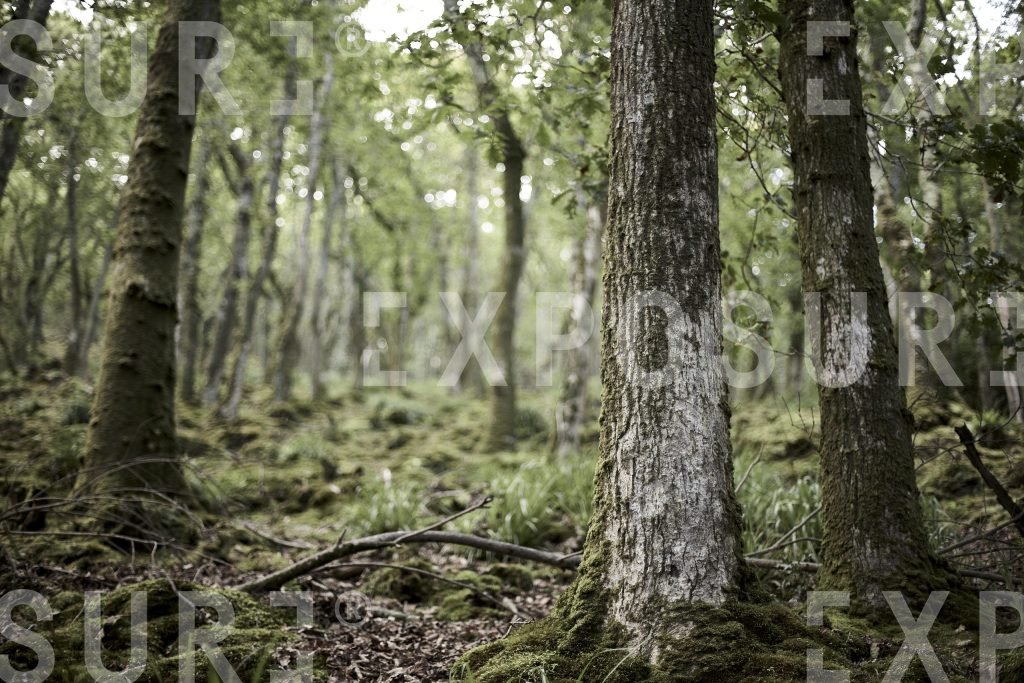 Trees in ancient Devon woodland