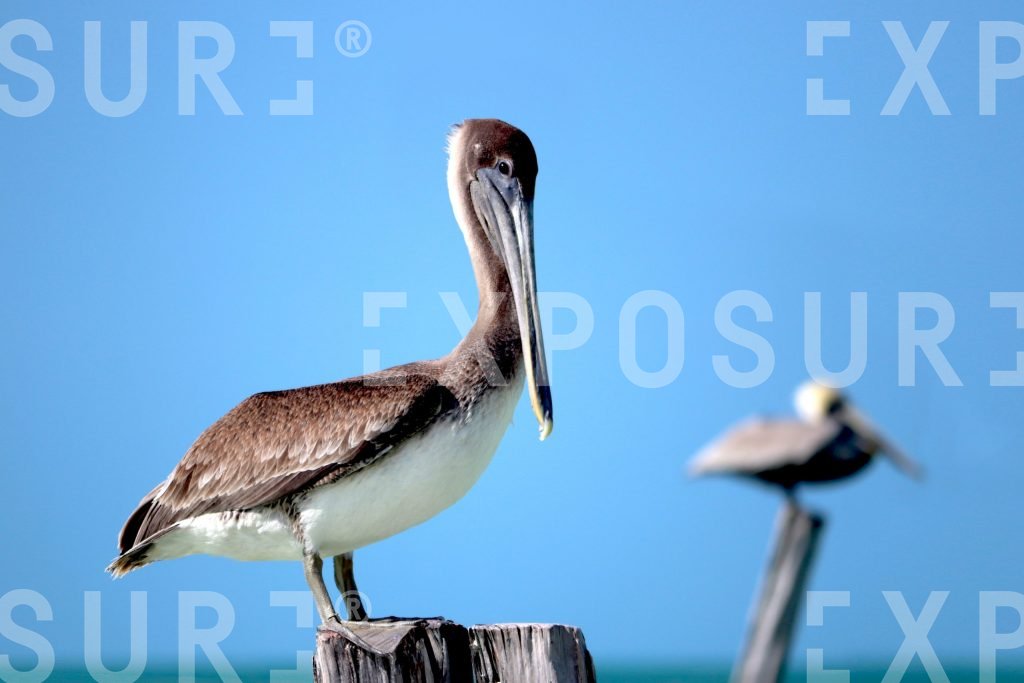 Pelicans on the Beach Mexico