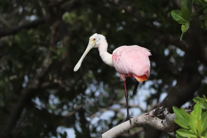 Roseate Spoonbill Yucatán Mexico