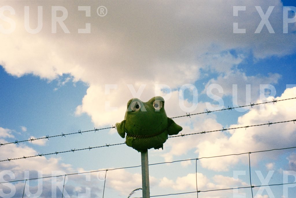 Frog on the fence
