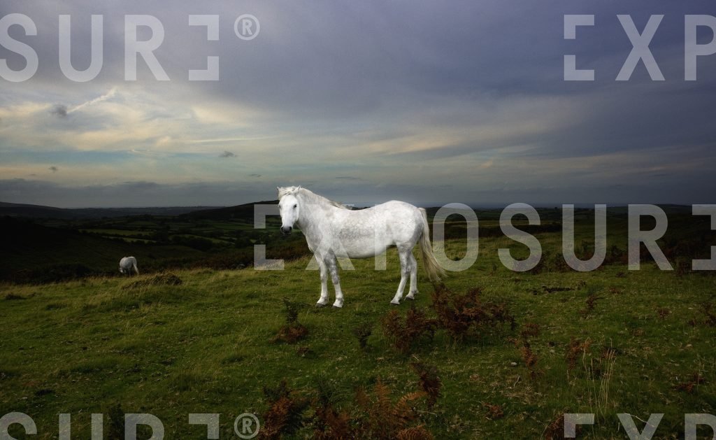 White Horse Dartmoor