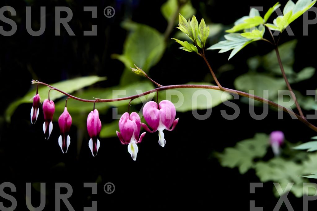 Bleeding Heart