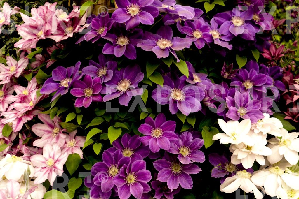 Clematis