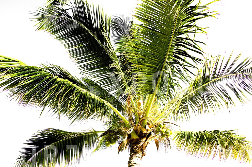Palms in Mauritius