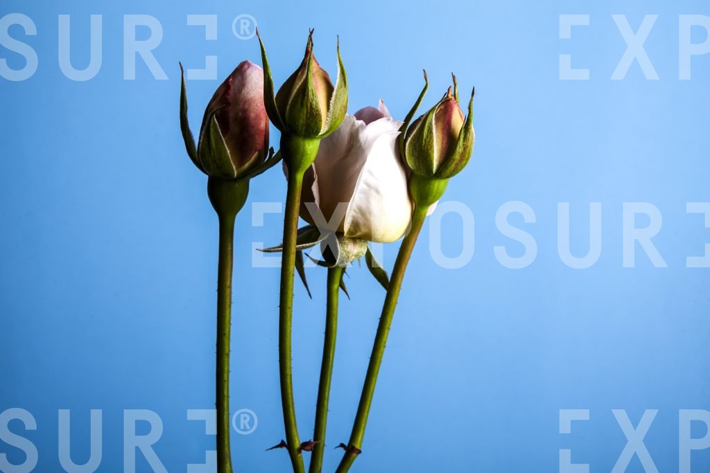Roses on Blue