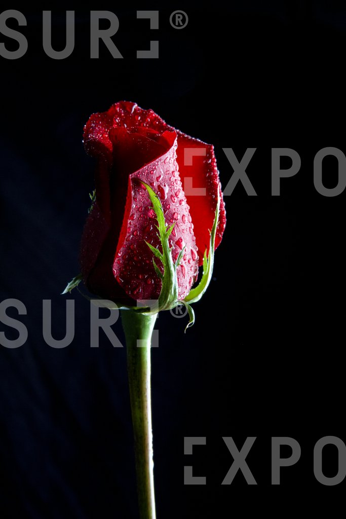 Single Wet Red Rose