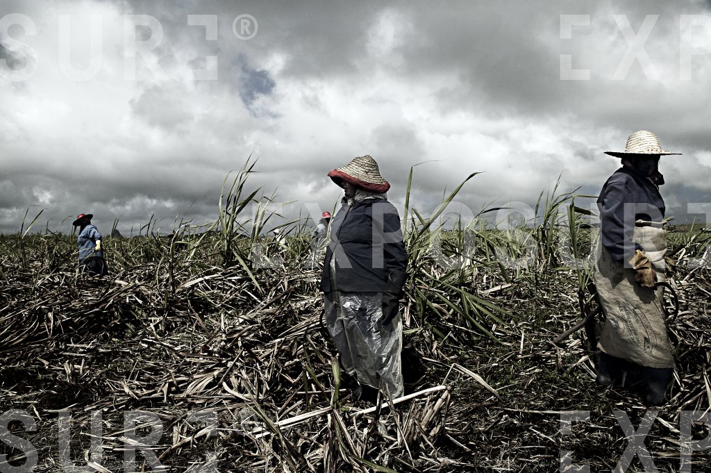 Sugar Plant Workers 1